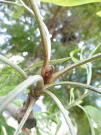 Imagem de Grevillea robusta A. Cunn. ex R. Br.