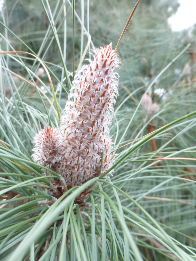 Image of Canary Island pine