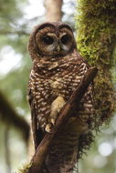 Image of Northern Spotted Owl