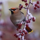 Image of Waxwing