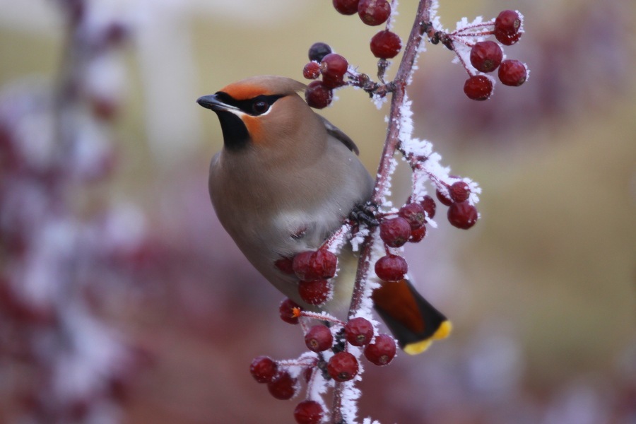 Image of Bohemian Waxwing