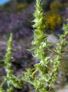 Amaranthus acanthochiton (Torr.) Sauer resmi