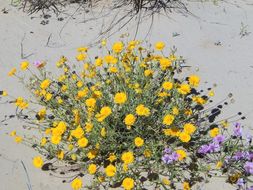 Image of desert marigold