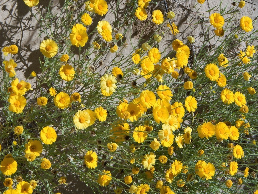 Image of desert marigold