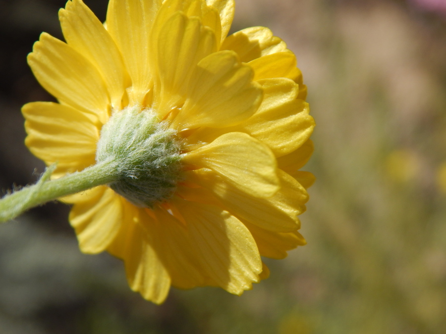 Image of desert marigold