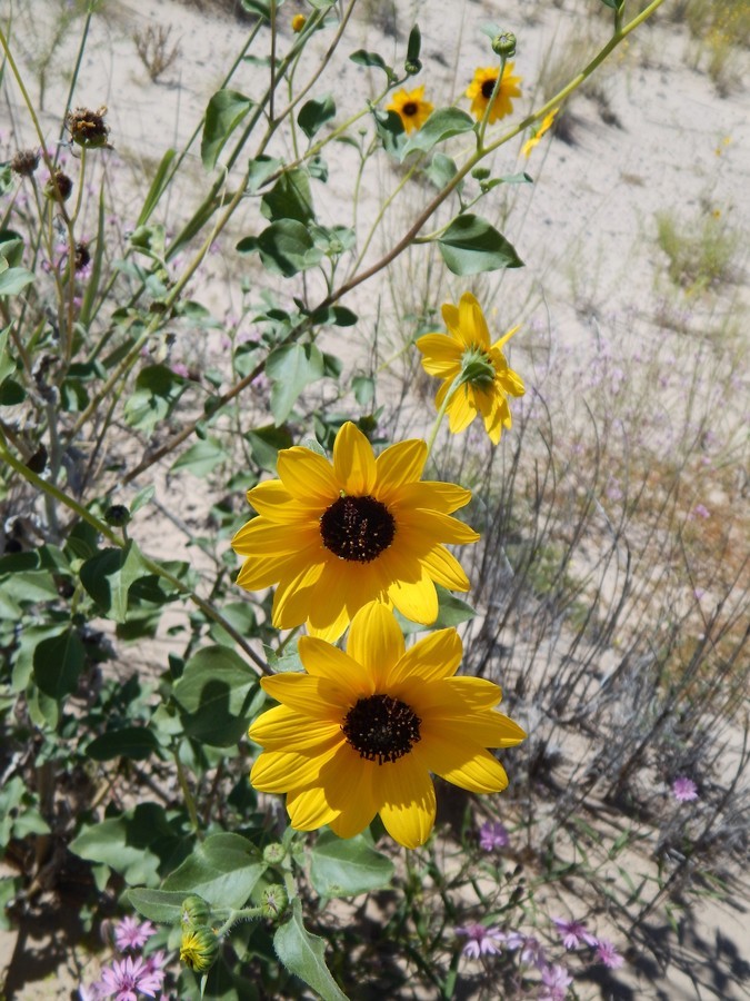 Image of prairie sunflower