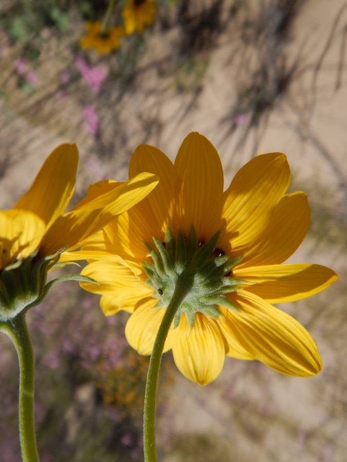 Image of prairie sunflower