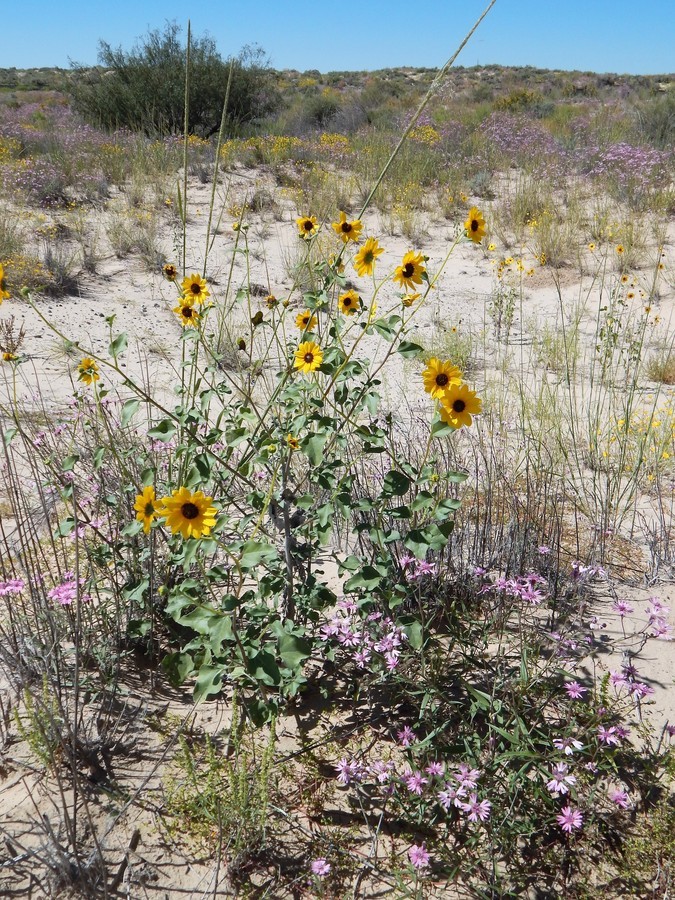 Image of prairie sunflower