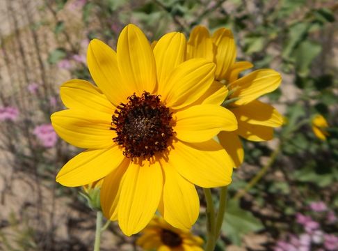 Image of prairie sunflower