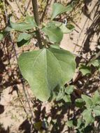 Image of prairie sunflower