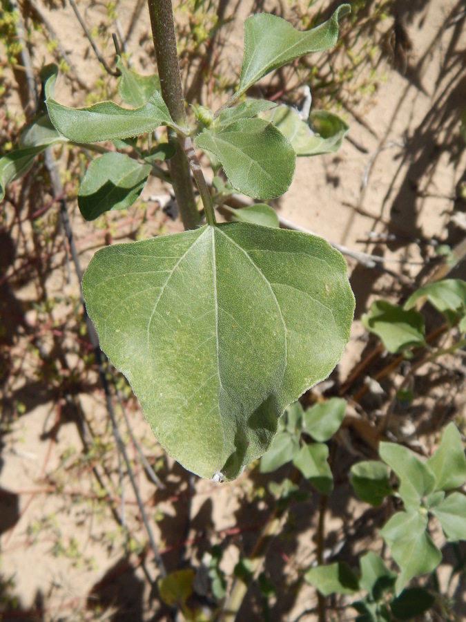 Image of prairie sunflower