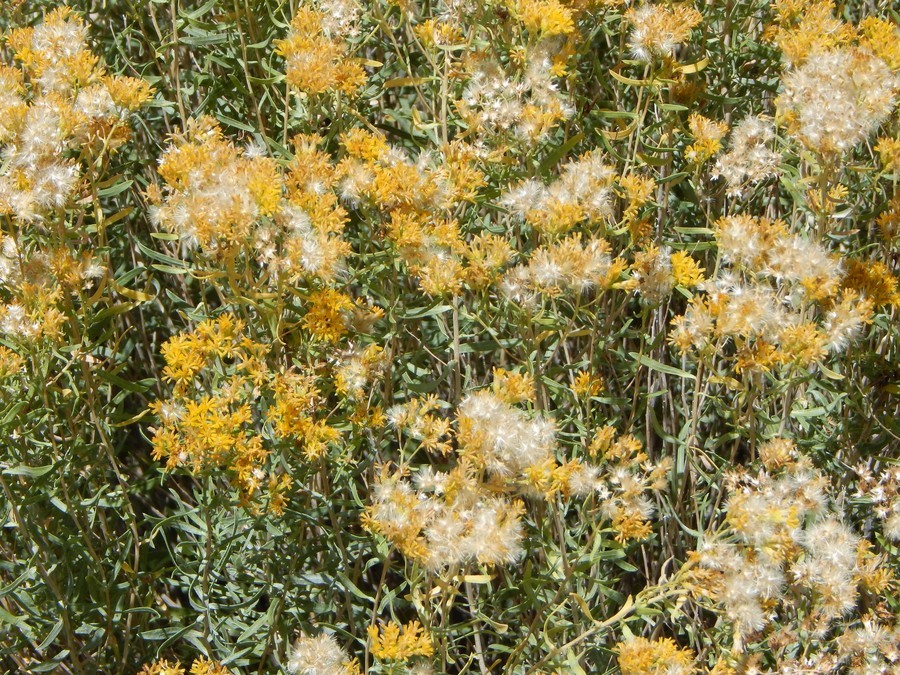 Image of southern goldenbush