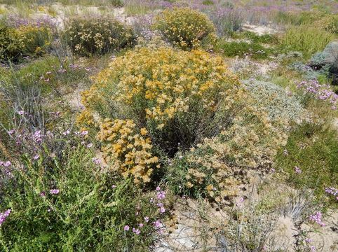 Imagem de Isocoma pluriflora (Torr. & A. Gray) Greene