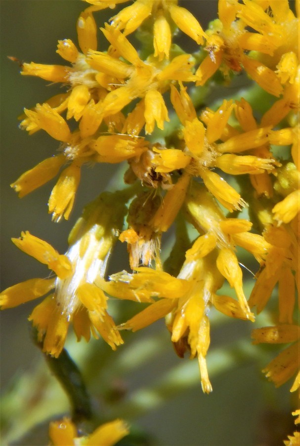 Image of southern goldenbush