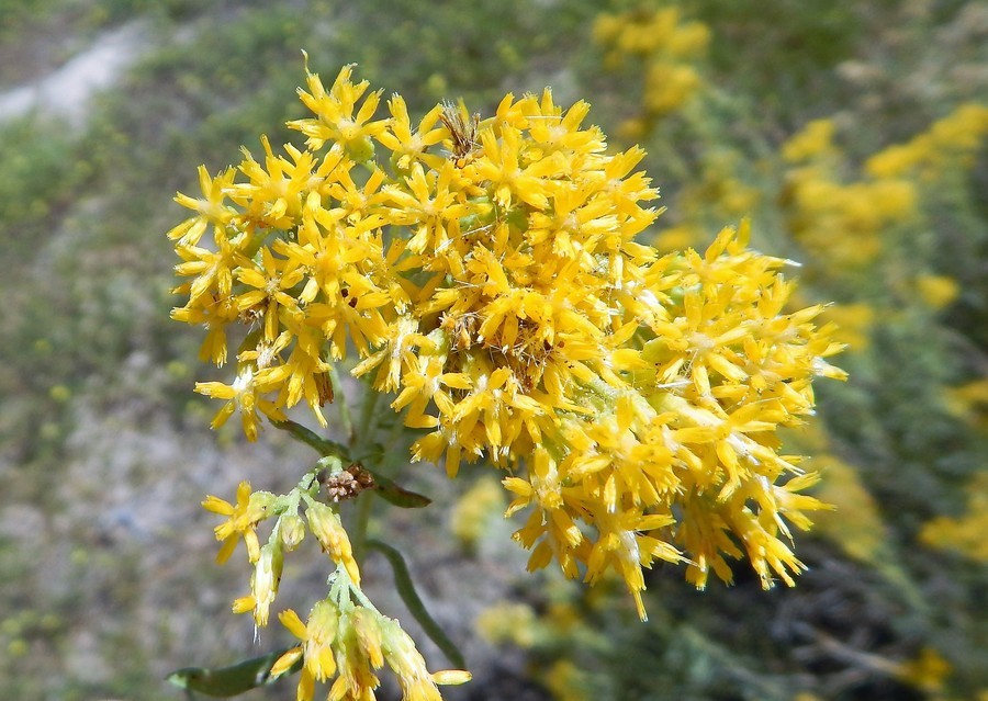 Imagem de Isocoma pluriflora (Torr. & A. Gray) Greene