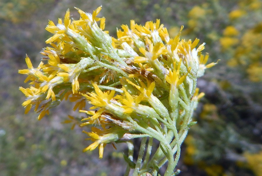 Imagem de Isocoma pluriflora (Torr. & A. Gray) Greene