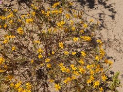 Image of manybristle chinchweed