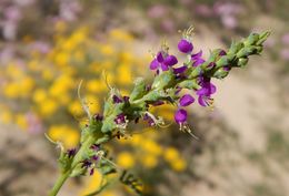 Sivun Dalea lanata var. terminalis (M. E. Jones) Barneby kuva