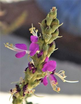 Dalea lanata var. terminalis (M. E. Jones) Barneby resmi