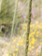 Image of Giant Dropseed