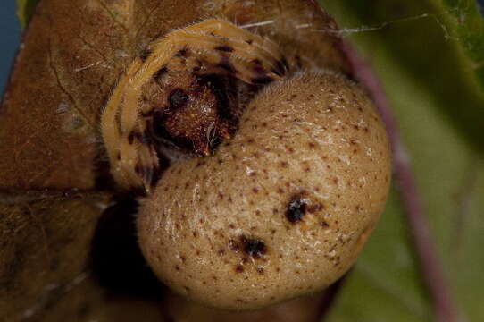 Image of Bolas Spiders