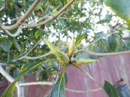 صورة Pittosporum undulatum Vent.