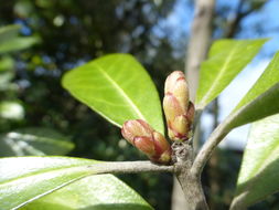 Image de Pittosporum crassifolium Banks & Sol. ex A. Cunningham