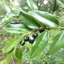 Image of <i>Sarcococca hookeriana</i>