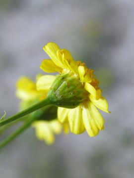Image of manyawn pricklyleaf