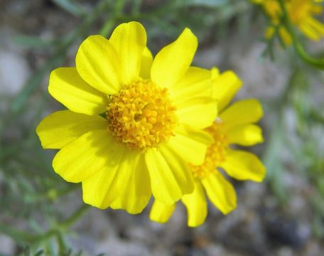 Image of manyawn pricklyleaf