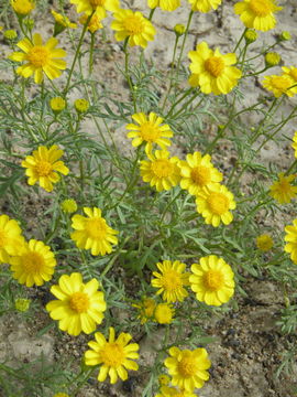 Image of manyawn pricklyleaf
