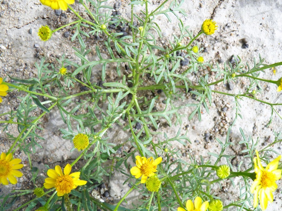 Image of manyawn pricklyleaf