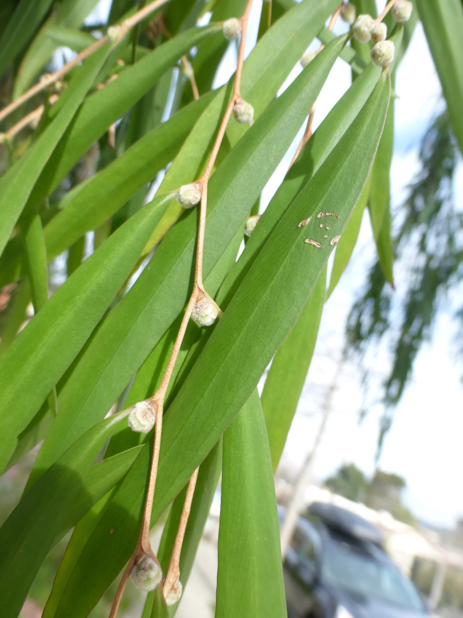 صورة Agonis flexuosa (Muhl. ex Willd.) Sweet