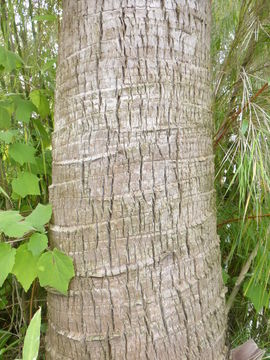 Image of fountain palm