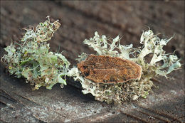 Image of <i>Physcia adscendens</i>