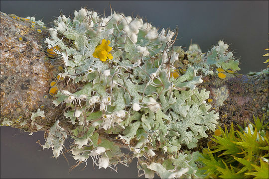 Image of <i>Physcia adscendens</i>