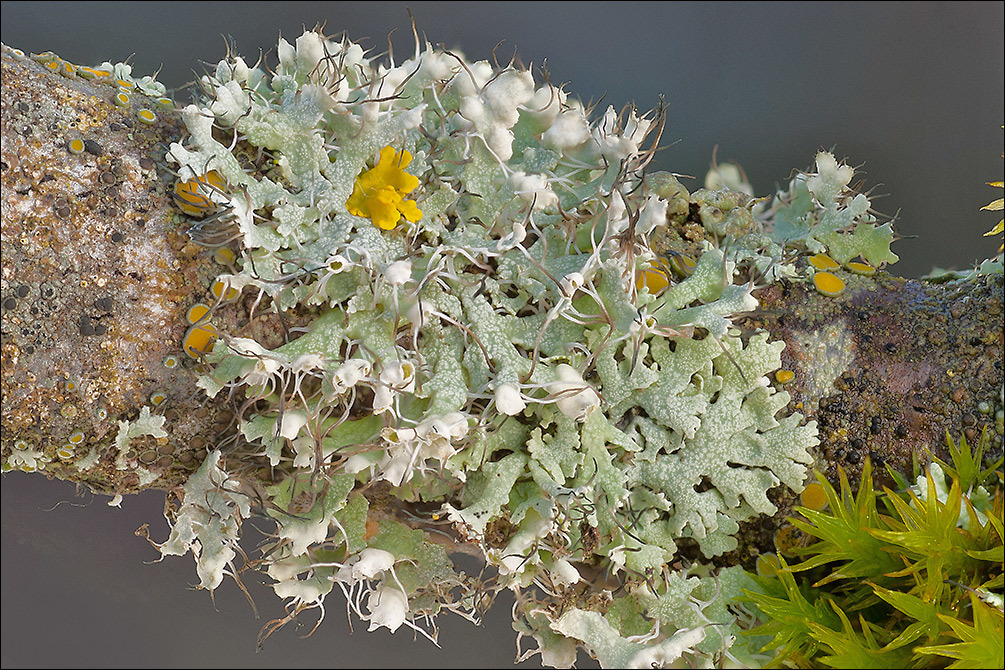 Image of <i>Physcia adscendens</i>