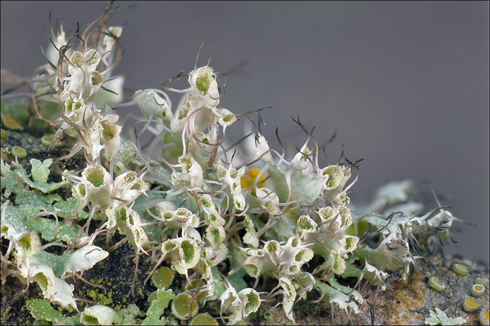 Image of <i>Physcia adscendens</i>