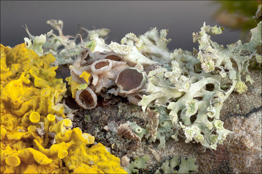 Image of <i>Physcia adscendens</i>