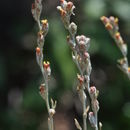 صورة Artemisia arbuscula subsp. thermopola Beetle