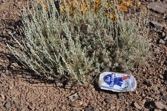 Image of little sagebrush