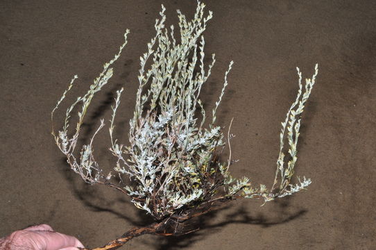 Image of little sagebrush