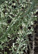 Imagem de Artemisia ludoviciana subsp. albula (Woot.) Keck
