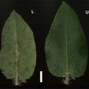 Image of <i>Arctostaphylos <i>crustacea</i></i> ssp. crustacea