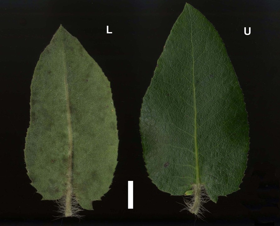 Image of <i>Arctostaphylos <i>crustacea</i></i> ssp. crustacea