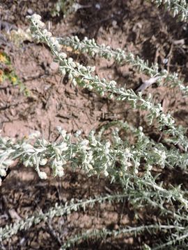 Image of white sagebrush