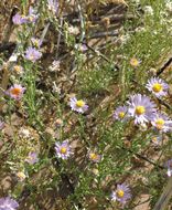 Image of New Mexico Bare-Ray-Aster