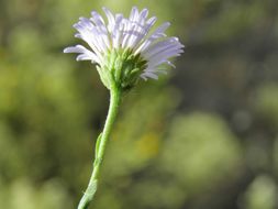 Image of New Mexico Bare-Ray-Aster