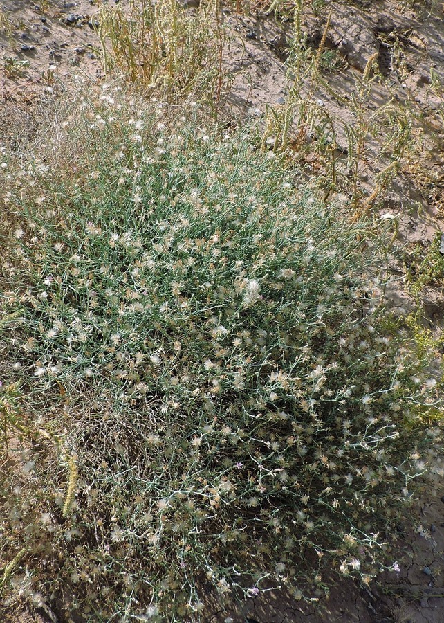 صورة Stephanomeria pauciflora (Torr.) A. Nels.