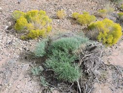 صورة Stephanomeria pauciflora (Torr.) A. Nels.